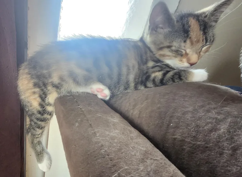 Snickers thumbnail 3
