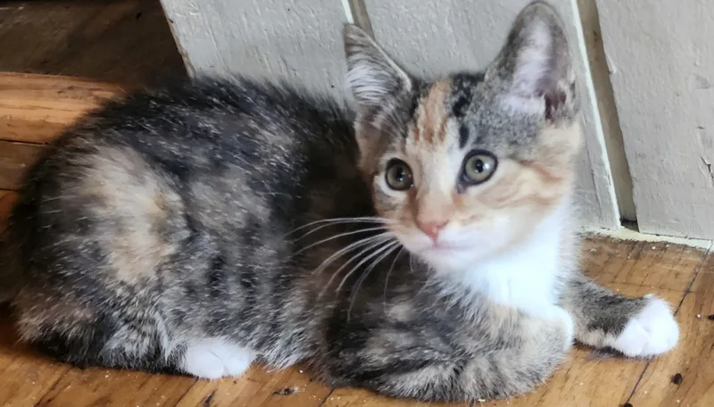 Snickers thumbnail 4