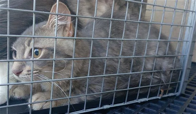 A young medium-sized female Domestic Short Hair cat named Betta for adoption in Fort Lauderdale, FL