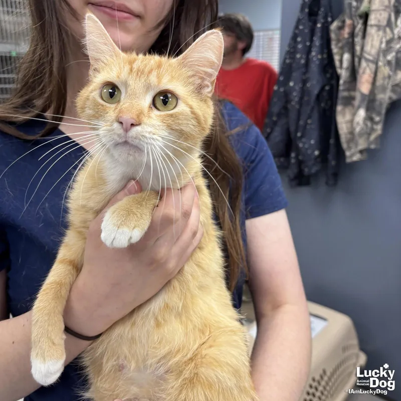 An adult medium-sized female Orange / Red Domestic Short Hair cat named Kenna for adoption in Washington, DC