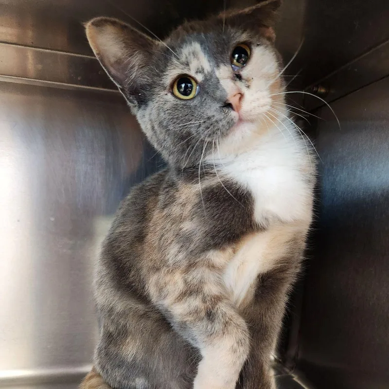A young medium-sized female Domestic Short Hair cat named Zeppelin for adoption in Liberty, MO