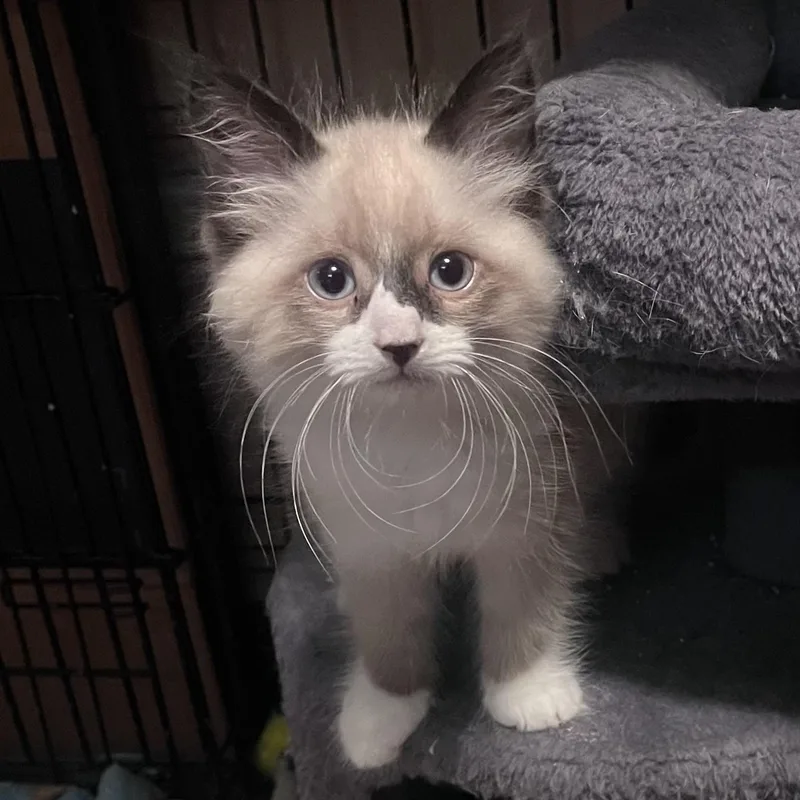 A baby medium-sized male Blue Cream Domestic Short Hair cat named Nikon for adoption in Pontiac, MI