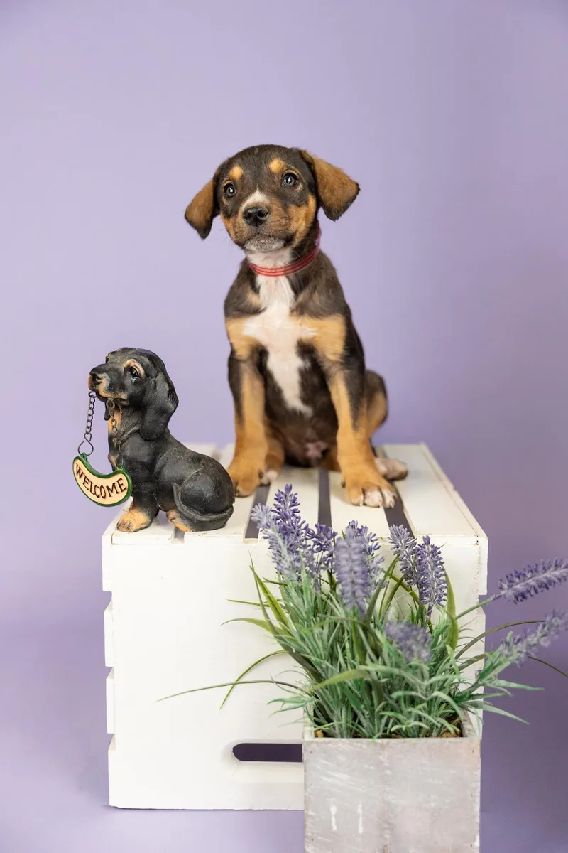 A baby medium-sized male Shepherd dog named 389-26 for adoption in Brighton, CO