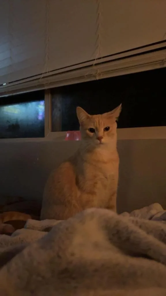 A young small-sized female Domestic Short Hair cat named Beans for adoption in La Verkin, UT