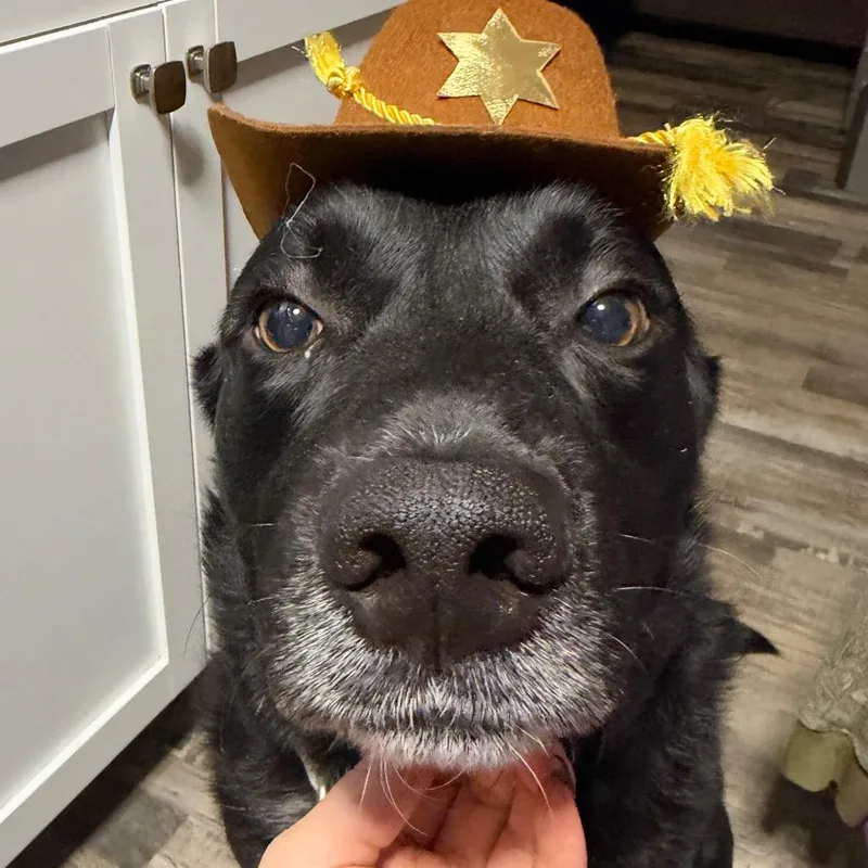 An adult large-sized male Black Labrador Retriever dog named Hank for adoption in Belleville, IL