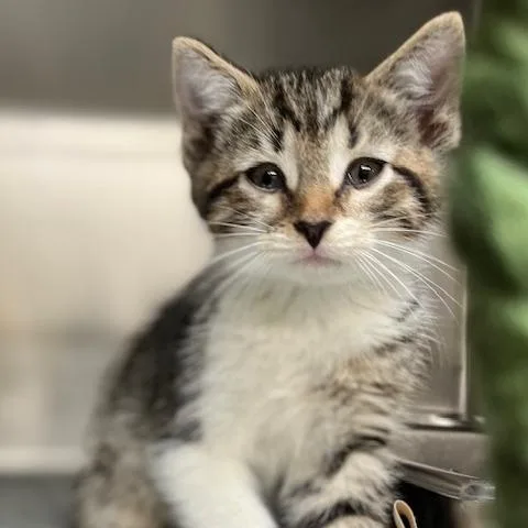 A baby small-sized male Brown / Chocolate Domestic Short Hair cat named Achilles for adoption in Baltimore, MD