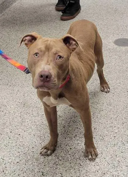 An adult large-sized male Yellow / Tan / Blond / Fawn Pit Bull Terrier dog named Callan for adoption in Kansas City, MO