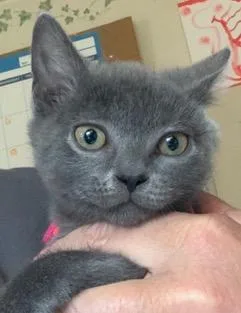A baby medium-sized female Gray / Blue / Silver Domestic Short Hair cat named Margaret for adoption in Mechanicsburg, PA