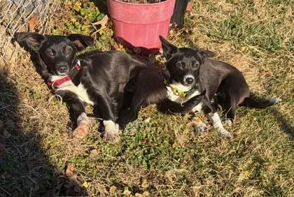 A young small-sized female Chihuahua dog named Celia for adoption in Malvern, PA