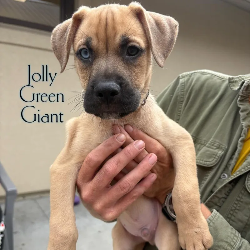 A baby small-sized male Yellow / Tan / Blond / Fawn Pit Bull Terrier dog named Jolly Green Giant for adoption in Parkersburg, WV