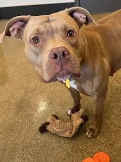 A young large-sized female Red / Chestnut / Orange Pit Bull Terrier dog named Kikimora for adoption in Cleveland, OH