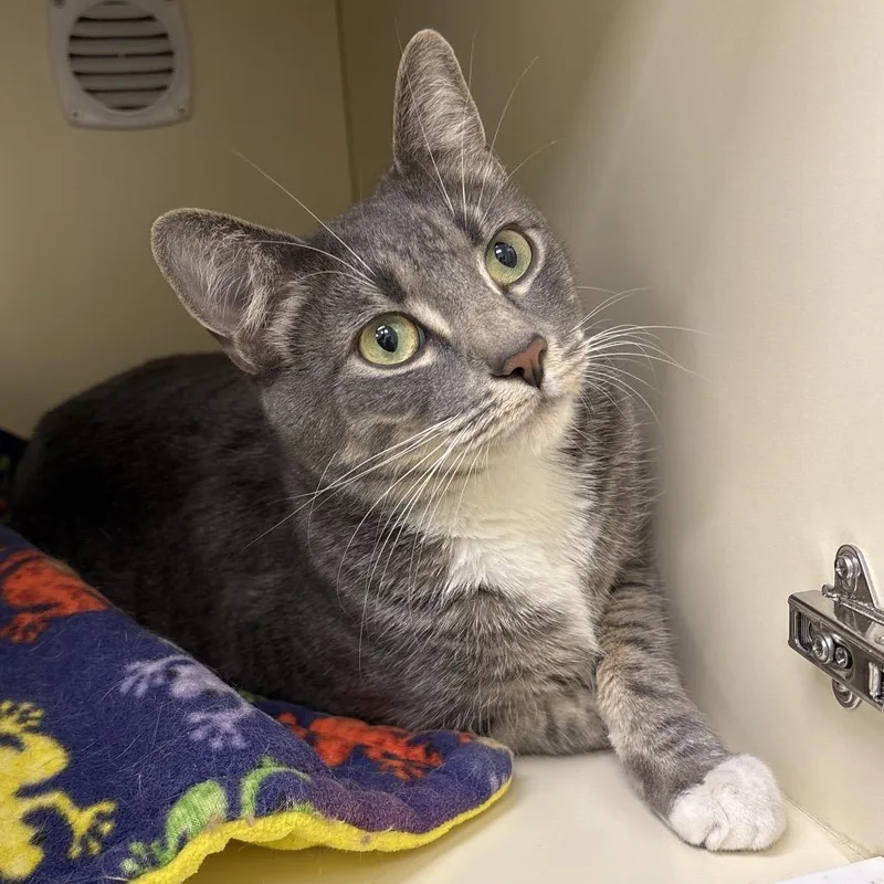 A young large-sized male Gray / Blue / Silver Domestic Short Hair cat named Star for adoption in Naperville, IL