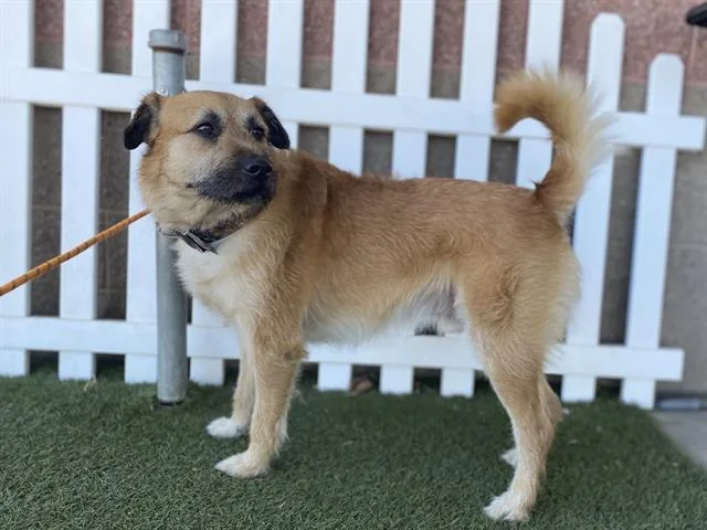 An adult medium-sized male Affenpinscher dog named Rak for adoption in Modesto, CA