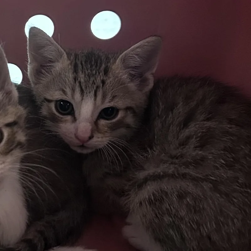 A baby small-sized male Brown / Chocolate Domestic Short Hair cat named Anchovi for adoption in Philadelphia, PA