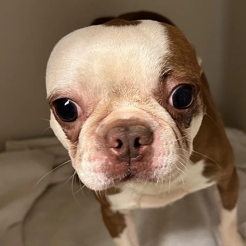 An adult small-sized male Brown / Chocolate Boston Terrier dog named Little Red for adoption in Harrisonburg, VA