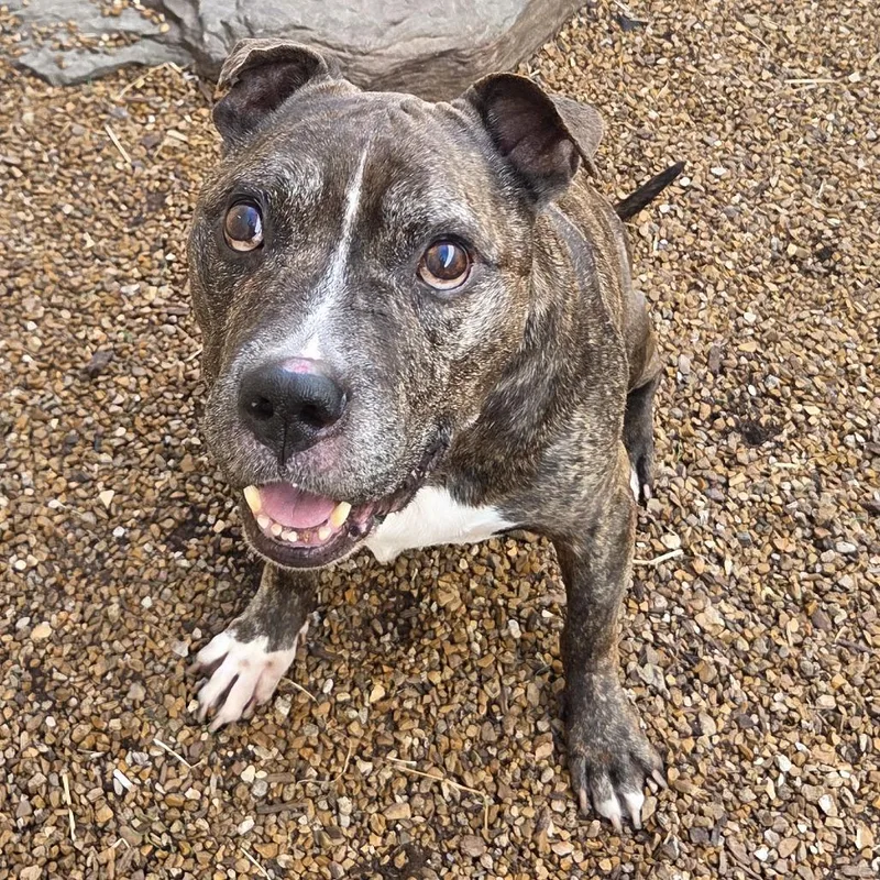 A senior medium-sized male Terrier dog named Tuffy for adoption in Spring Hill, KS