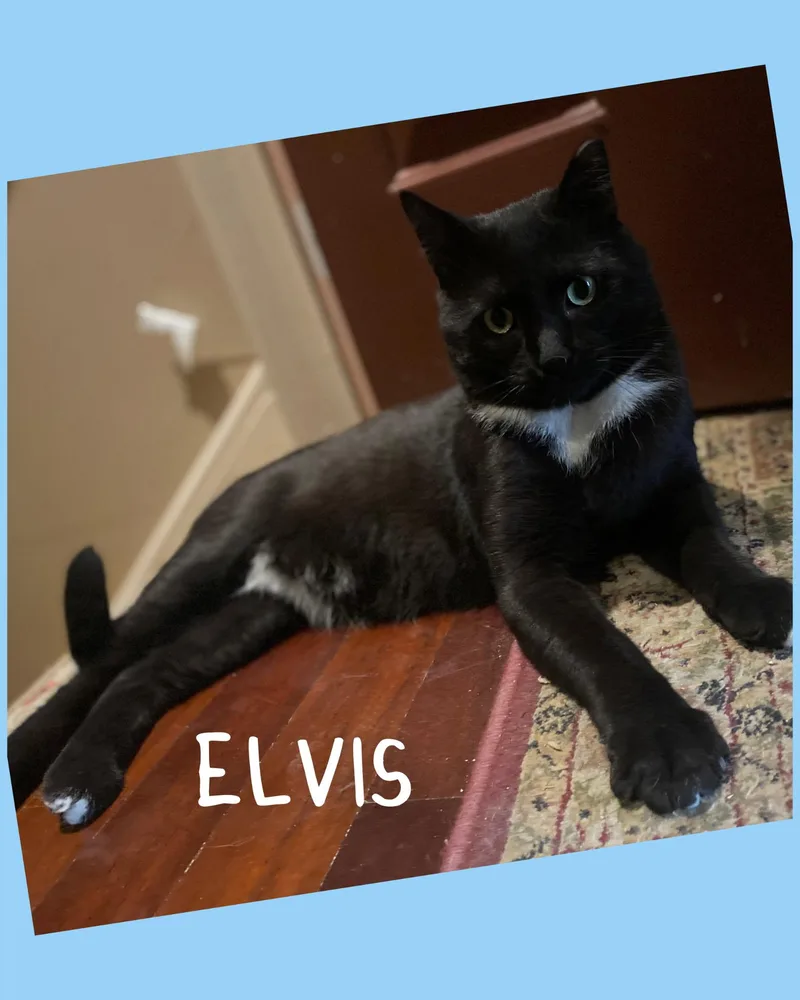 An adult large-sized male Black & White / Tuxedo Domestic Short Hair cat named Elvis for adoption in Bethlehem, PA