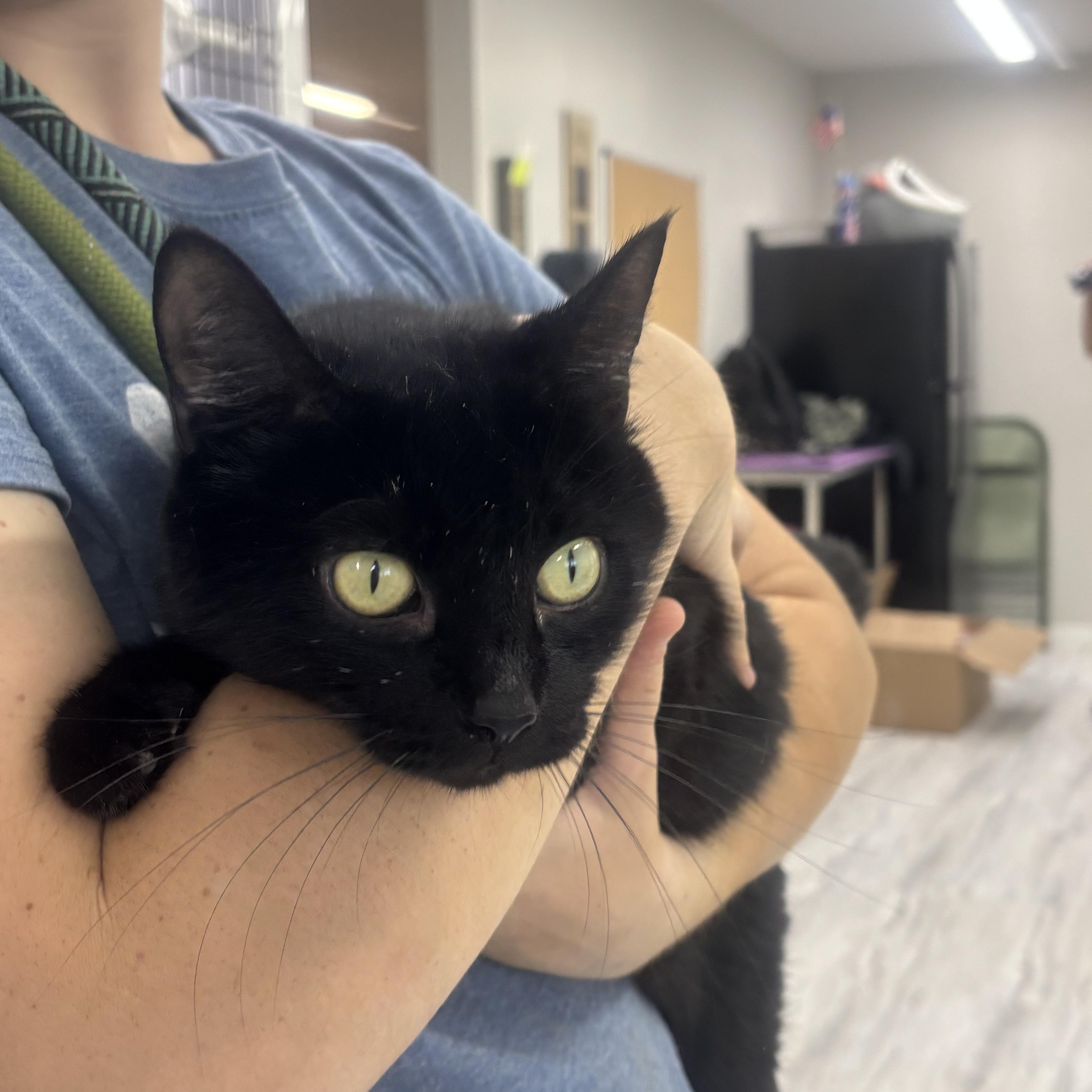 An adult medium-sized female Black Domestic Short Hair cat named Ember for adoption in Rogersville, TN