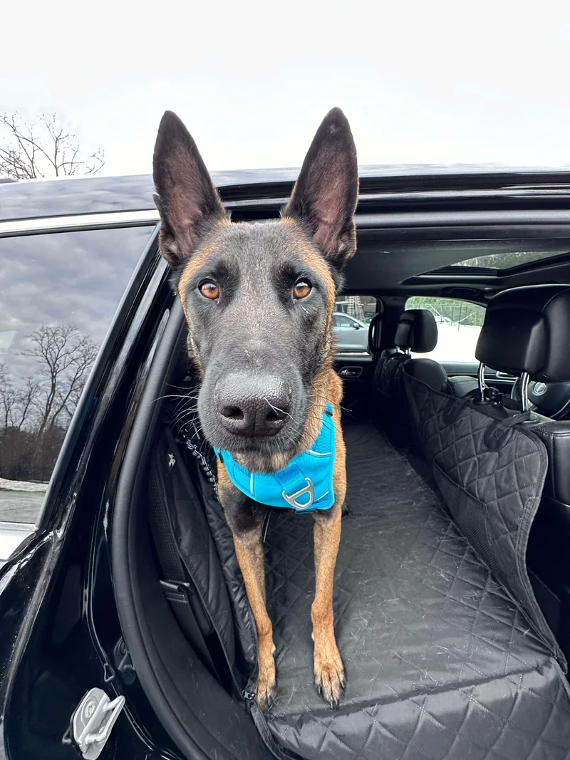 A young medium-sized male Shepherd dog named Buddy for adoption in Westwood, NJ