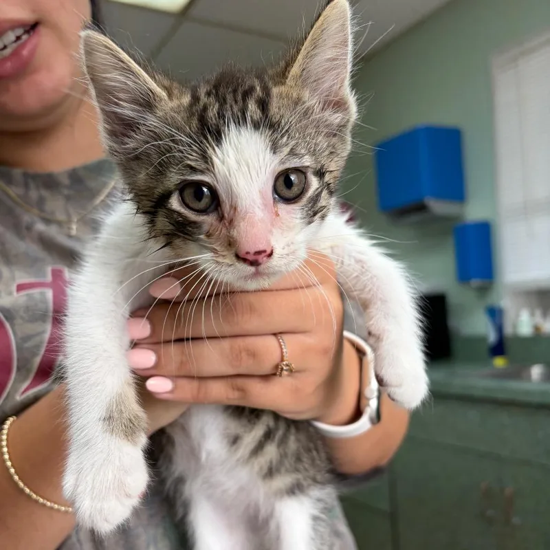 Tom Nook thumbnail 2