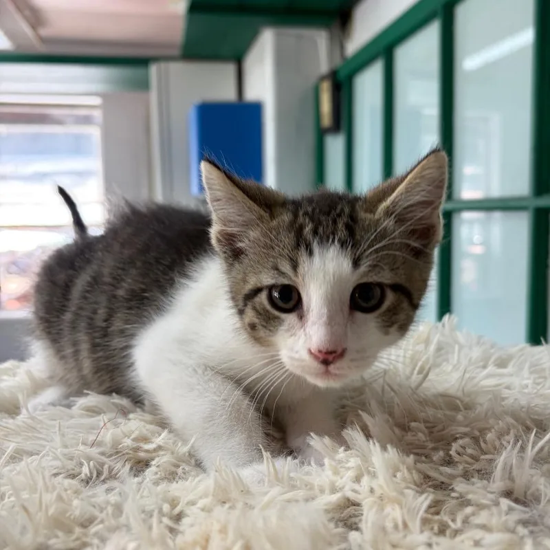 Tom Nook thumbnail 3