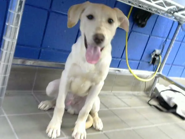 A baby medium-sized male Labrador Retriever dog named Miggo for adoption in Albuquerque, NM