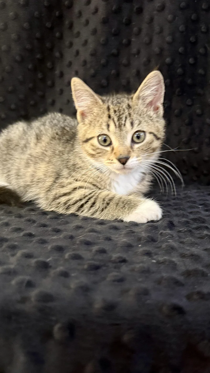 A baby medium-sized female Tabby (Buff / Tan / Fawn) Domestic Short Hair cat named Hera for adoption in Waxhaw, NC