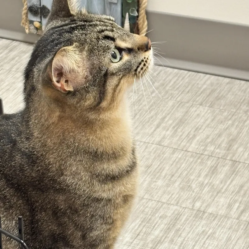 An adult medium-sized male Domestic Short Hair cat named Edison for adoption in Rochester, WA