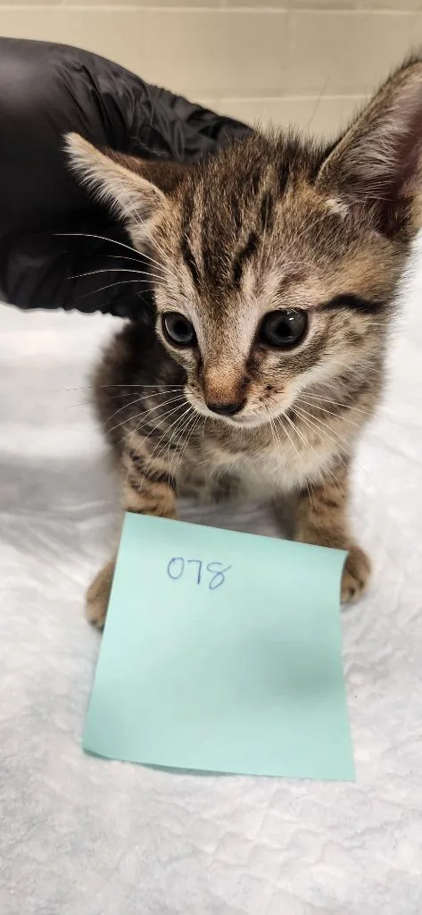 A baby medium-sized male Domestic Short Hair cat named Turtle for adoption in Winder, GA
