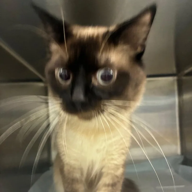 A young small-sized male Domestic Short Hair cat named Yoda for adoption in Corbin, KY