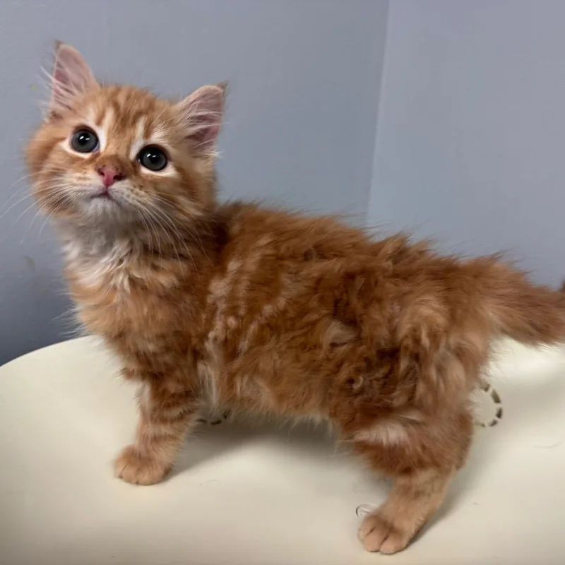 A baby small-sized female Orange / Red Domestic Short Hair cat named Water Mister for adoption in Columbus, GA