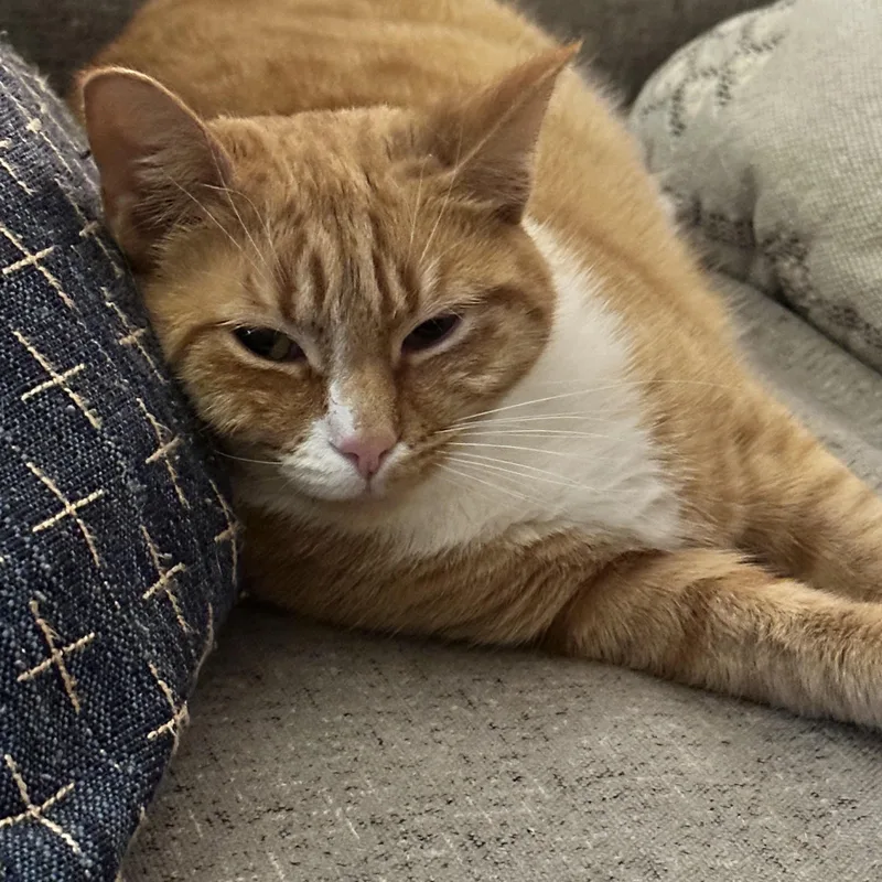 A young medium-sized female Orange & White Domestic Short Hair cat named Hamiltina for adoption in Mayfield, NY