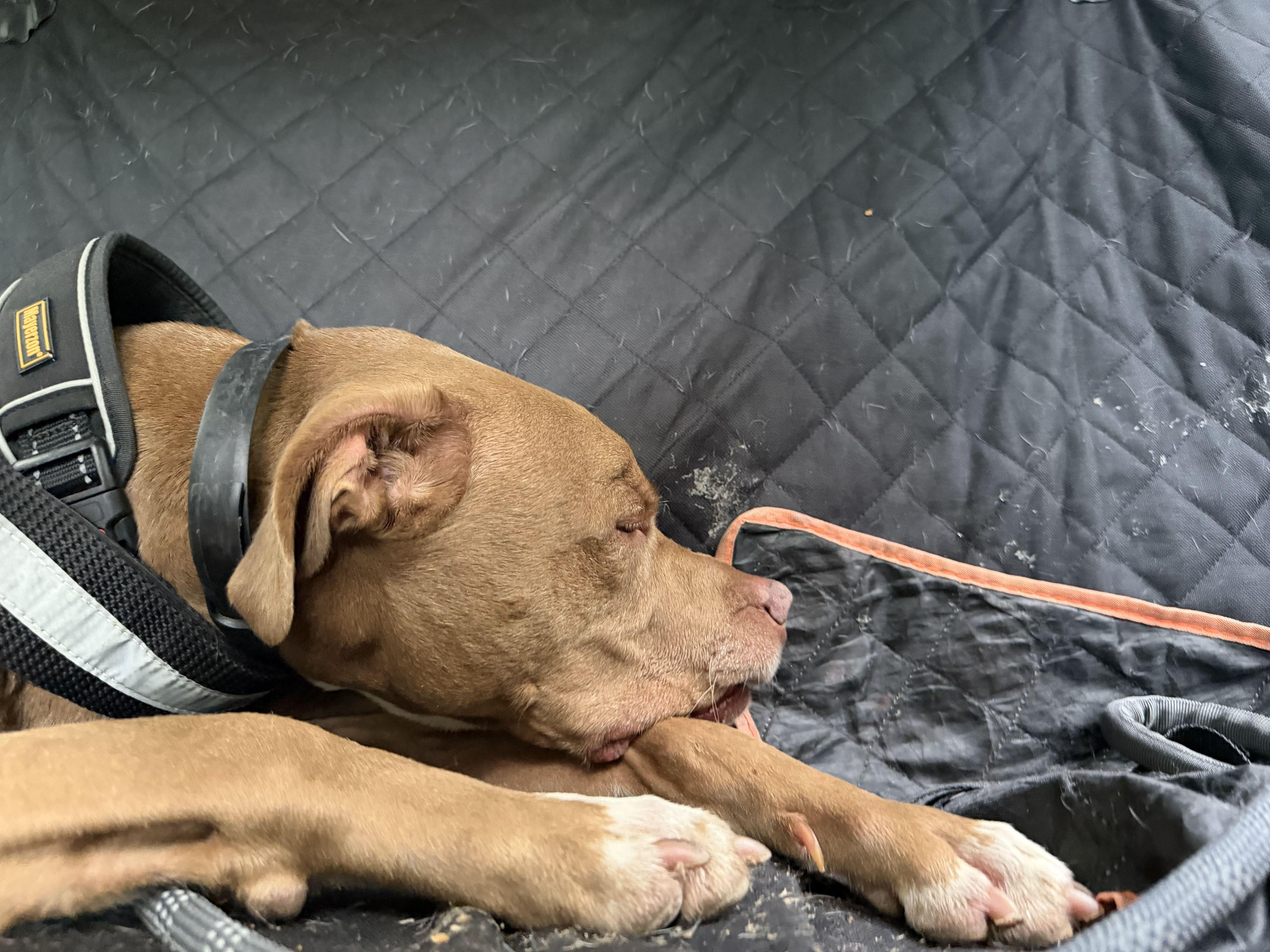 A senior medium-sized male American Bully dog named Jeffery for adoption in Maidens, VA