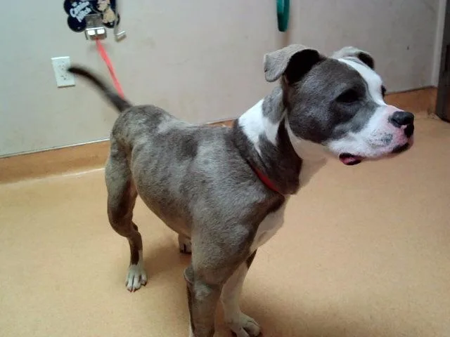 A young medium-sized male Pit Bull Terrier dog named Rigby for adoption in Martinez, CA