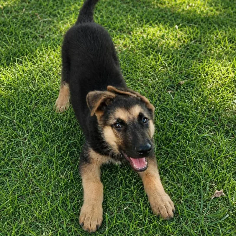 A baby medium-sized male Yellow / Tan / Blond / Fawn German Shepherd Dog dog named Louie for adoption in San Diego, CA
