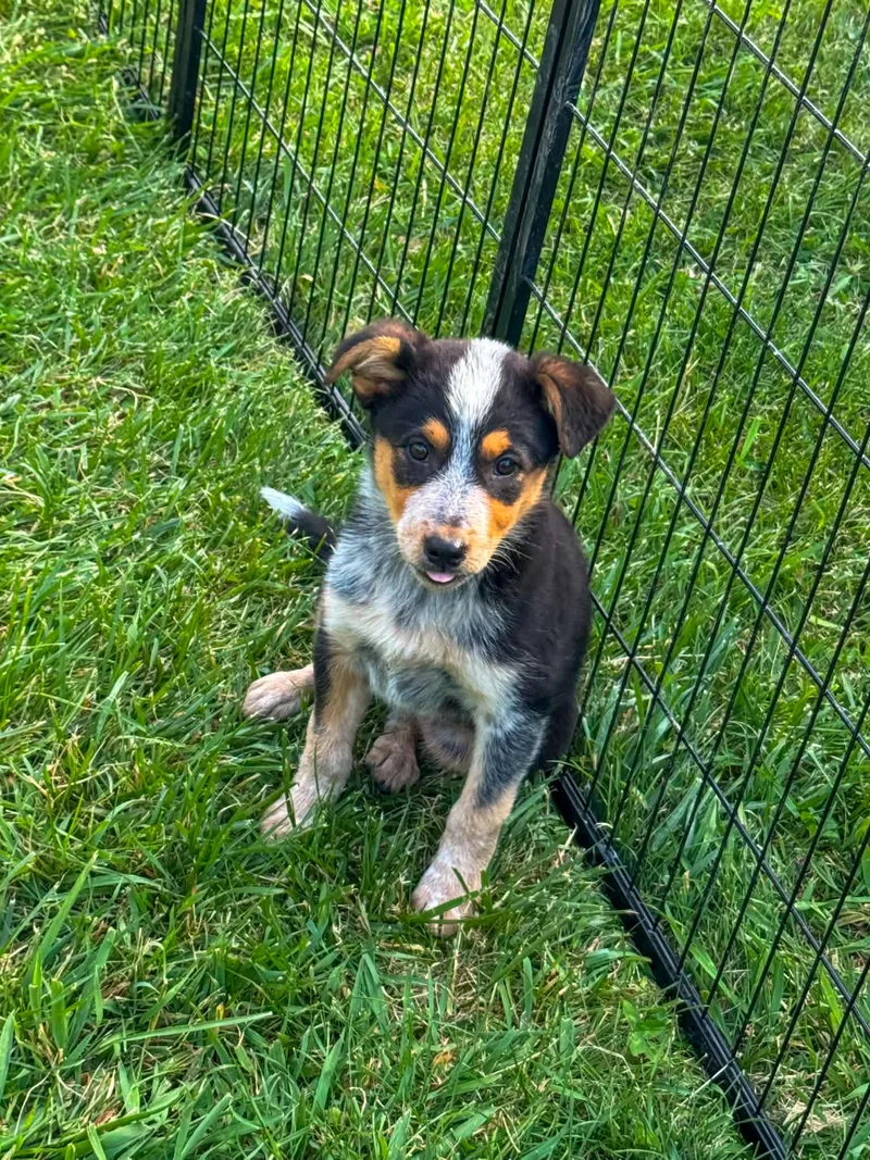 A baby small-sized female Australian Cattle Dog / Blue Heeler dog named Sparkplug for adoption in Indianapolis, IN