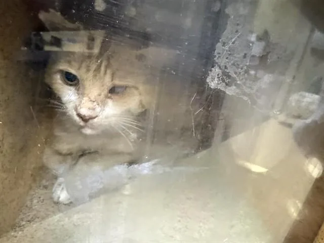 An adult small-sized male Domestic Short Hair cat named Sarge for adoption in Sacramento, CA
