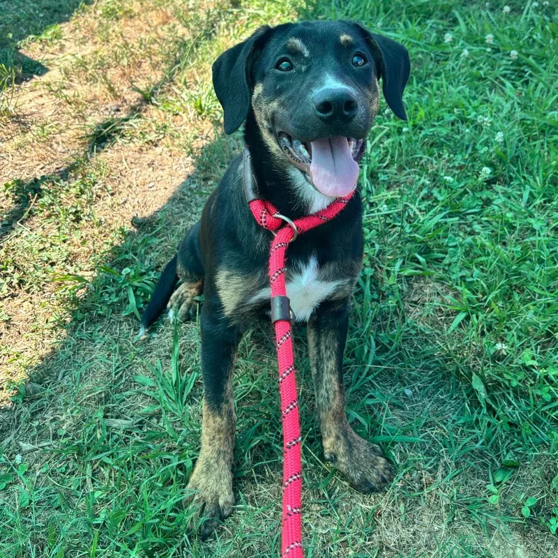 A baby medium-sized female Black Boxer dog named Peg for adoption in Smithville, TN