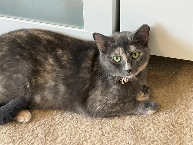 A young medium-sized female Domestic Short Hair cat named Robin for adoption in Westminster, MD