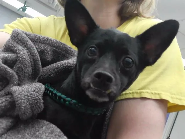 A young small-sized male Chihuahua dog named Iron for adoption in Omaha, NE