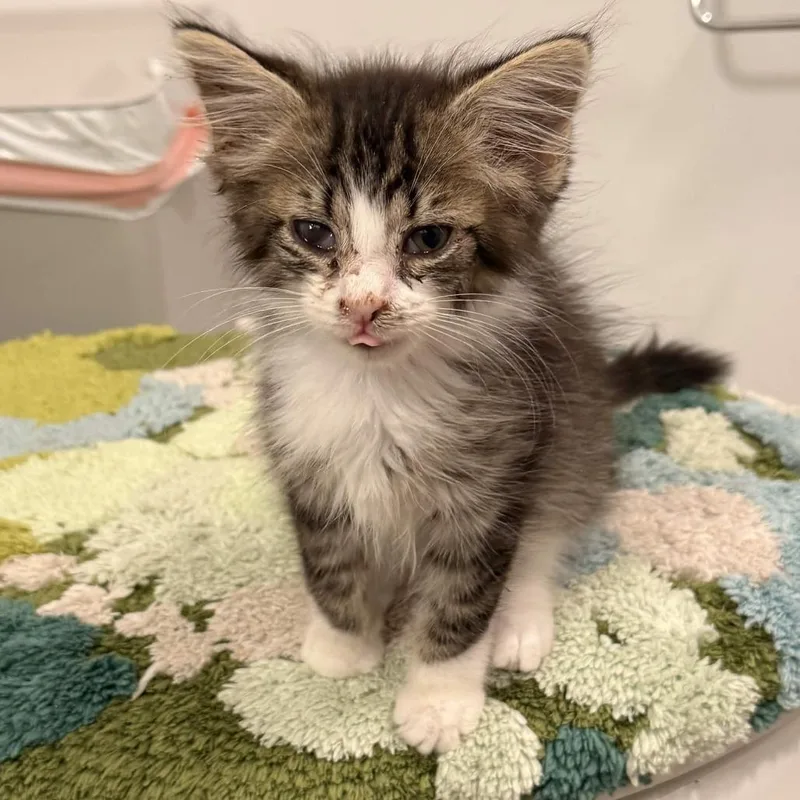 A baby small-sized male Brown / Chocolate Domestic Long Hair cat named Bob The Drag Queen for adoption in Delaware, OH