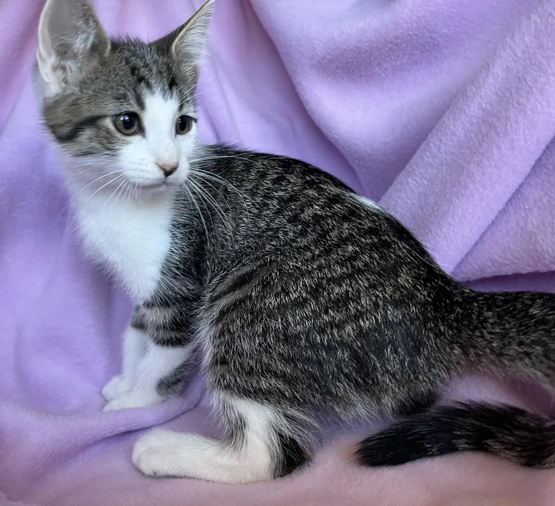 A baby medium-sized female Tabby cat named Odie for adoption in Hood RIver, OR