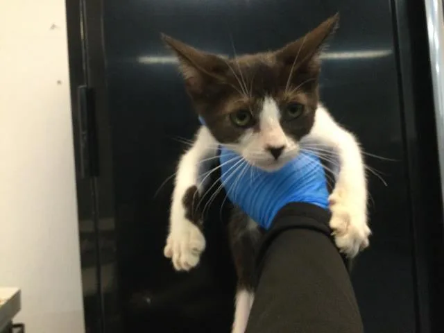 A baby small-sized male Domestic Short Hair cat named Lafayette for adoption in Thousand Palms, CA