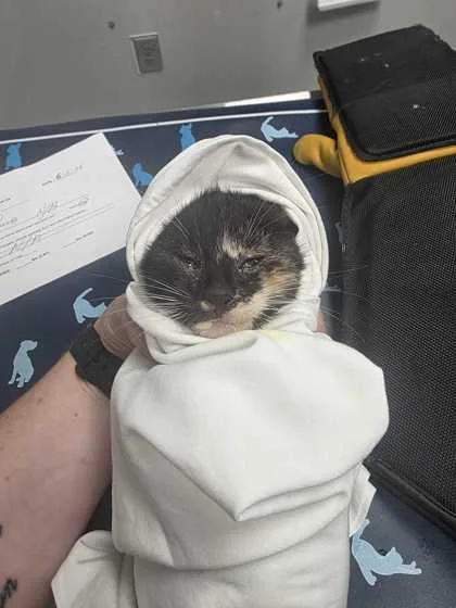 A baby small-sized female Domestic Short Hair cat named Vinegar for adoption in Sevierville, TN