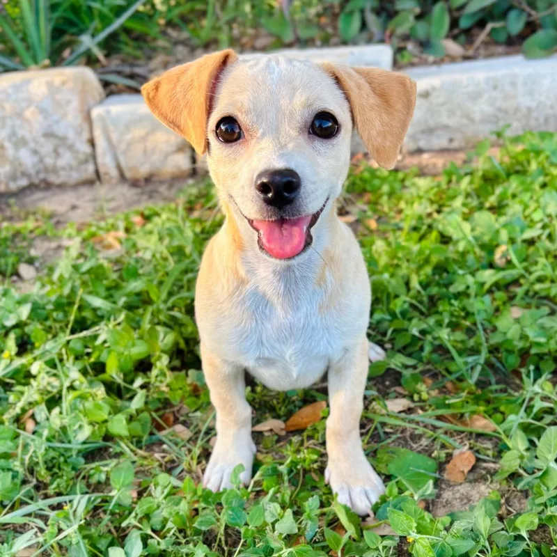 Guido thumbnail 6