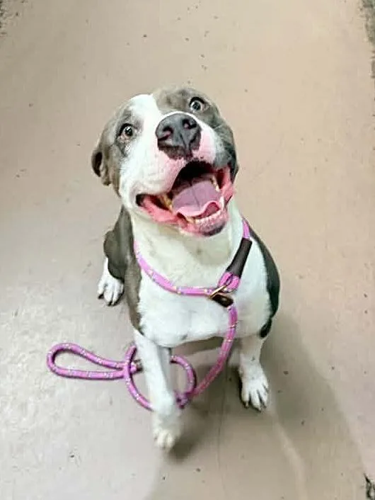 An adult medium-sized male White / Cream Pit Bull Terrier dog named Stampede for adoption in Chicago, IL