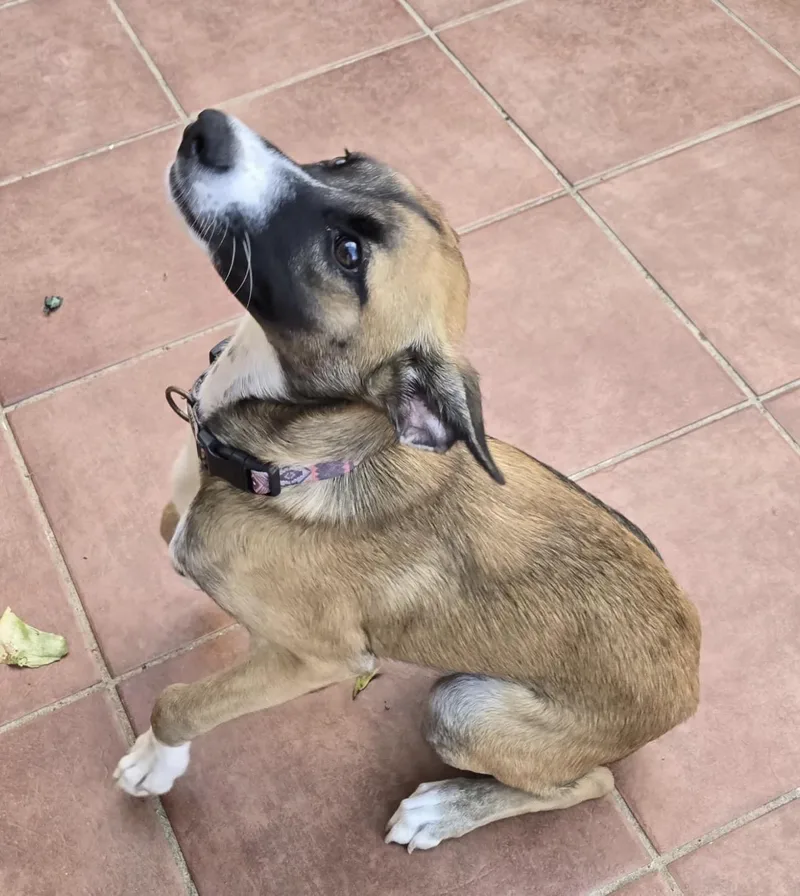 A baby medium-sized female Bicolor German Shepherd Dog dog named Cookie for adoption in New York, NY