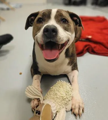 An adult large-sized female Pit Bull Terrier dog named Arabelle for adoption in Cumming, GA