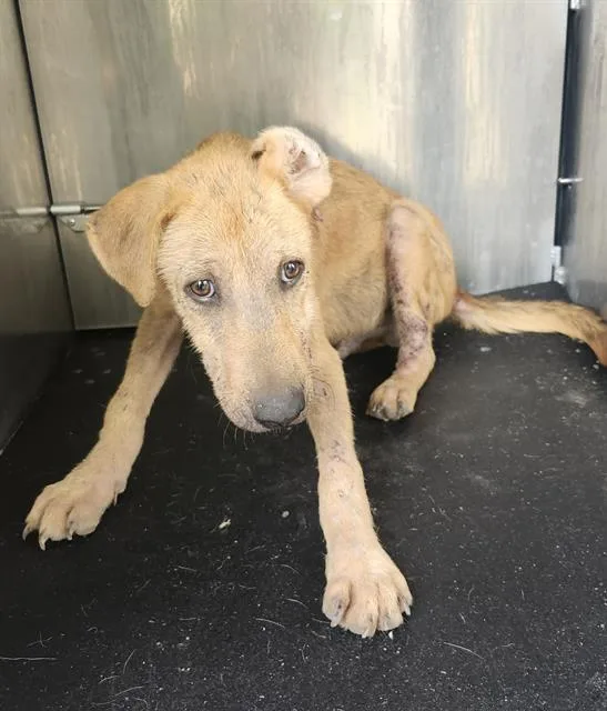 A young small-sized male Labrador Retriever dog named Runt for adoption in San Antonio, TX