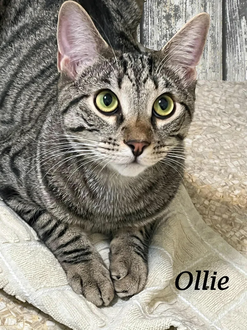 Ollie thumbnail 3